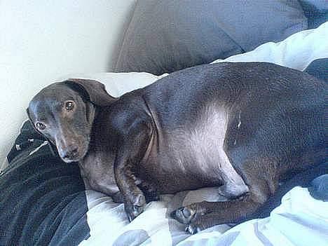 Gravhund Max billede 2