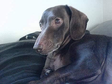 Gravhund Max - :b billede 3