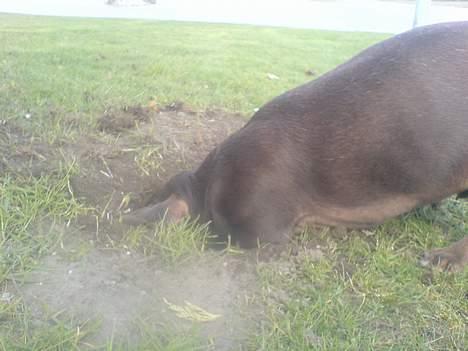 Gravhund Max - Kongen arbejder ;p billede 4