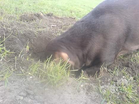 Gravhund Max - <3 billede 5