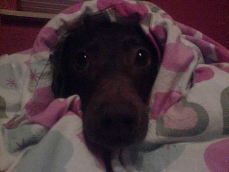 Gravhund Max - Nurr´ billede 6