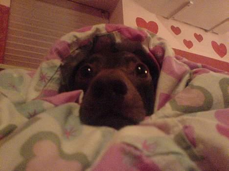 Gravhund Max - :D billede 7