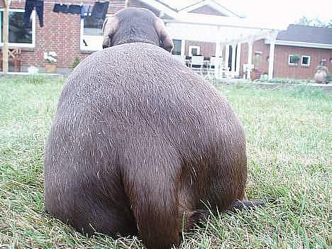 Gravhund Max - *kongen self* billede 8