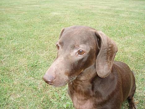 Gravhund Max billede 10