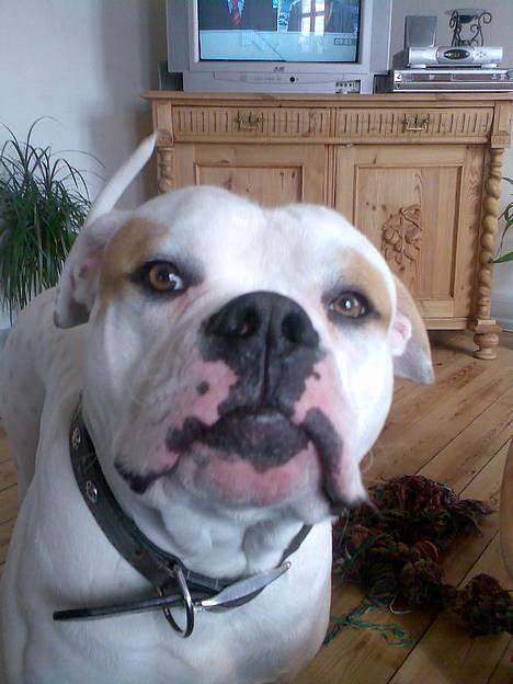 Amerikansk bulldog junior - Det er så mig er jeg ikke flot det syntes min nye mor billede 1