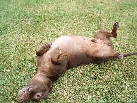 Gravhund Max - Aar´ det klør <3 billede 11