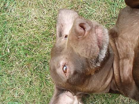 Gravhund Max billede 12