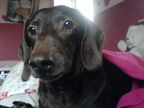 Gravhund Max - Gutti :b billede 13