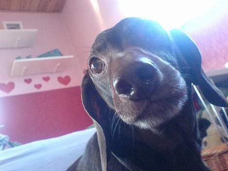 Gravhund Max billede 14