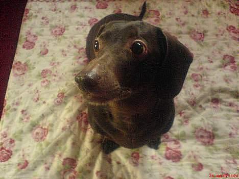 Gravhund Max - <33 billede 15