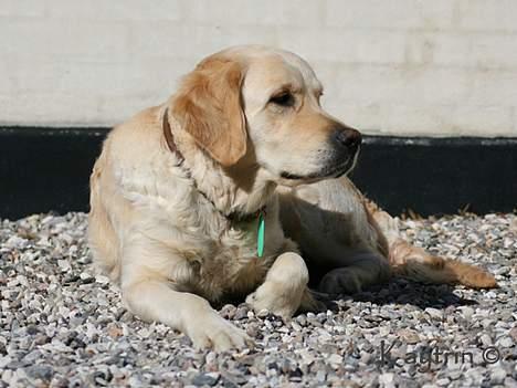 Golden retriever "Watch me" - *Chilli* - Chilli slapper af i solen  d.21-4-2007 billede 17