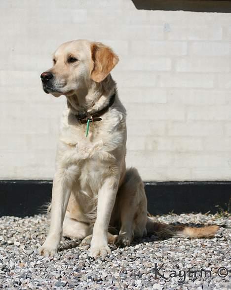 Golden retriever "Watch me" - *Chilli* - Smuk hund, ikke?  d.21-4-2007 billede 18