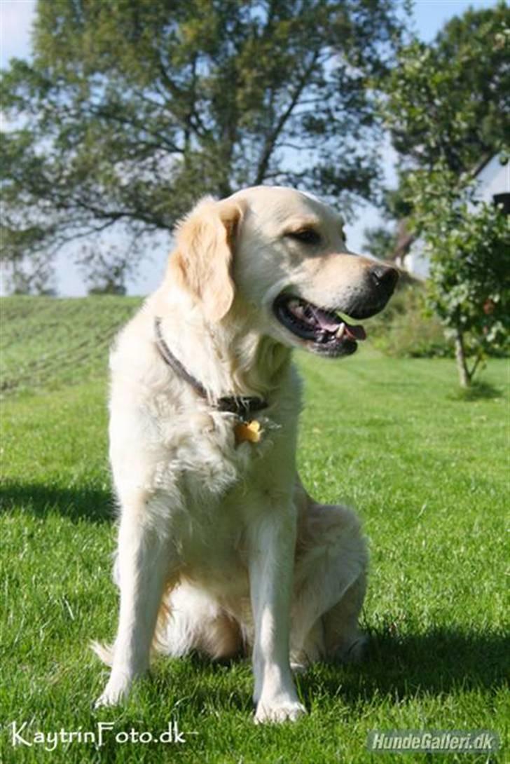 Golden retriever "Watch me" - *Chilli* - Potæt  d.27-9-2007 billede 19