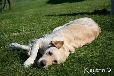 Golden retriever "Watch me" - *Chilli* - Fotomodel ;-)  d.21-4-2007 billede 20