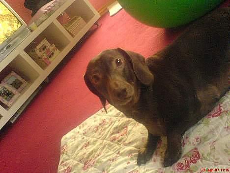 Gravhund Max billede 16