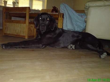 Grand danois Sofus billede 7