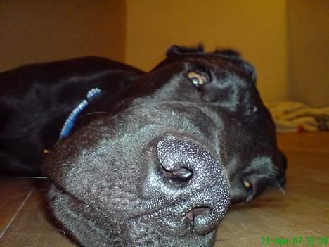 Grand danois Sofus billede 8