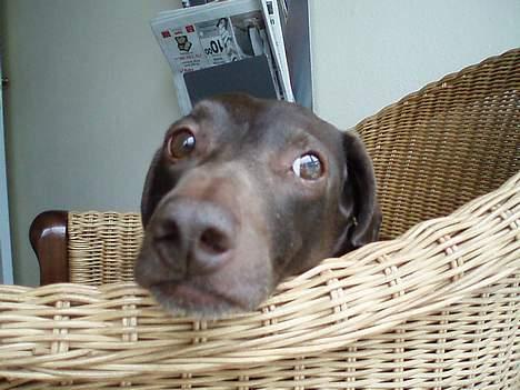 Gravhund Max billede 17