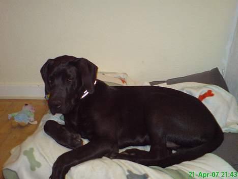 Grand danois Sofus billede 9