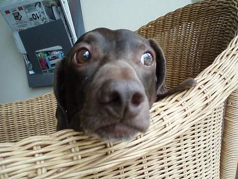 Gravhund Max - Er det mon nogen det går ude på vejen? :D billede 18