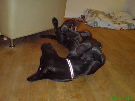 Grand danois Sofus billede 10