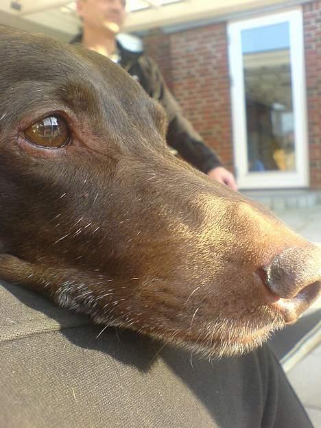 Gravhund Max billede 19