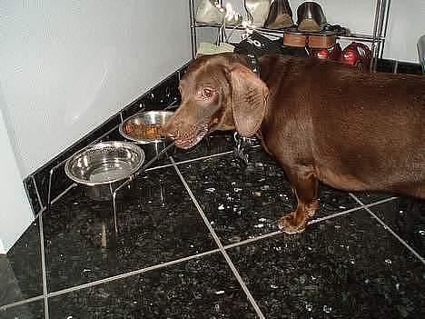 Gravhund Max - .. Kongen spiser :b billede 20