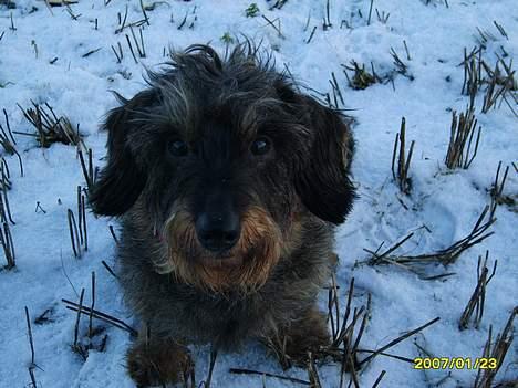 Gravhund emma sofie gad den 2 billede 1