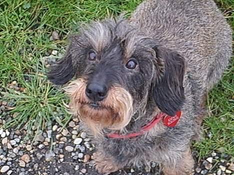 Gravhund emma sofie gad den 2 billede 2