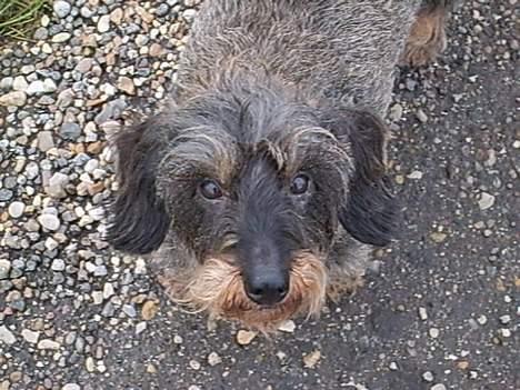 Gravhund emma sofie gad den 2 billede 5