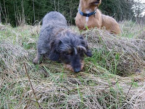 Gravhund emma sofie gad den 2 billede 7