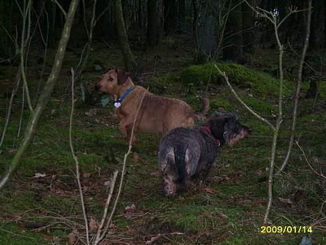 Gravhund emma sofie gad den 2 billede 8