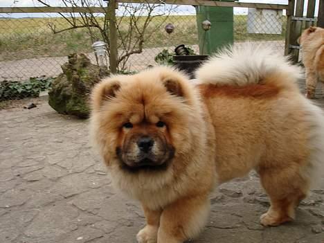 Chow chow Fuh-Thu-chow Inka-Rose billede 4