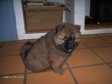 Chow chow Fuh-Thu-chow Inka-Rose - 4uger billede 6