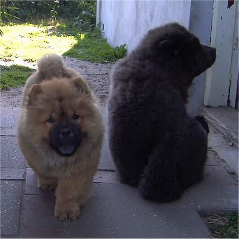 Chow chow Fuh-Thu-chow Inka-Rose billede 8