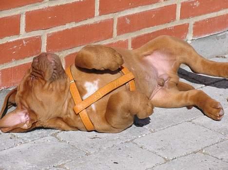 Dogue de bordeaux #Bufas# billede 6