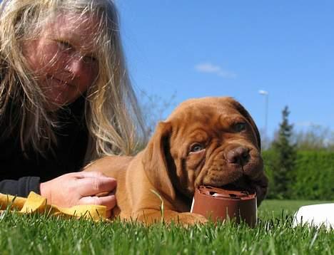 Dogue de bordeaux #Bufas# - Lidt hygge i haven billede 7
