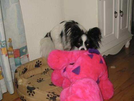 Papillon mikey - 10 mdr lille charme trold ik billede 8