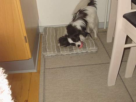 Papillon mikey - 10 mdr leger med boldt billede 9