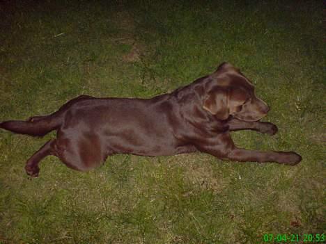 Labrador retriever Chicco *død* billede 2