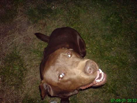 Labrador retriever Chicco *død* billede 3