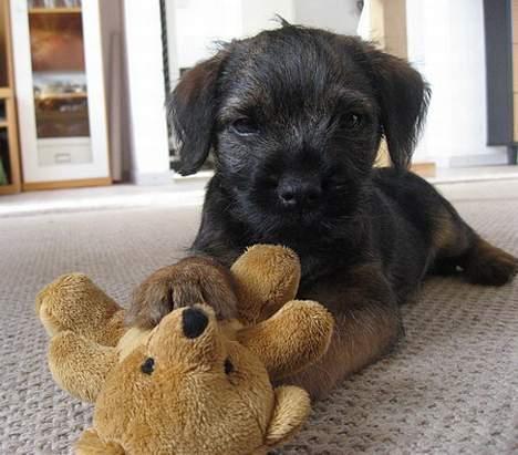 Border terrier Echo - 8 uger billede 16