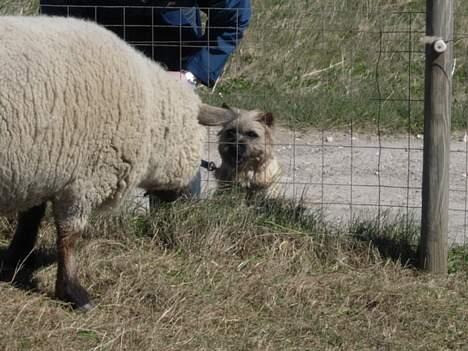 Cairn terrier Balder - Balder hilser pænt på fåremor.. (Næææææh hvor er du sød) billede 8