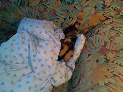 Dvaergpinscher Armani - Man bliver så træt, når man ligger på sofaen ;) billede 12