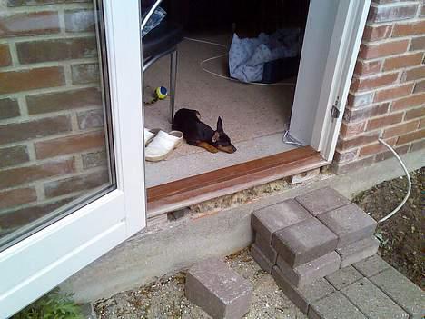 Dvaergpinscher Armani - Når jeg skal have min eftermiddagslur, sover jeg bedst, hvor jeg kan følge med i hvem der kommer og går. billede 13