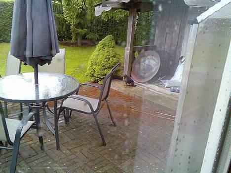 Dvaergpinscher Armani - Moar, altså! Hvor er du ond at sende mig ud i haven i regnvejr. Jeg hader jo vand !! billede 14