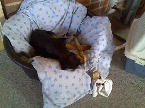 Dvaergpinscher Armani - Det er hårdt at gnave kødben....Mand bliver sp træt. zzzZZZ!!! billede 15