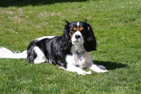Cavalier king charles spaniel Birkedals Bastian billede 8