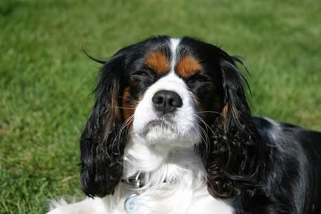 Cavalier king charles spaniel Birkedals Bastian billede 9