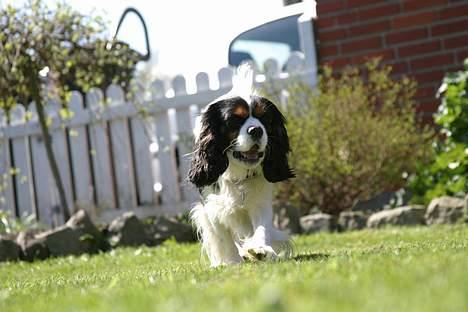Cavalier king charles spaniel Birkedals Bastian billede 10